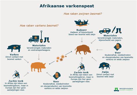 lv draaibok afrikanse vrkenspest|Afrikaanse varkenspest .